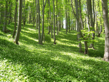 Близо 370 дка нови гори има в Централна Северна България