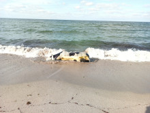 Мъртва крава лежи втори ден на плаж Корал