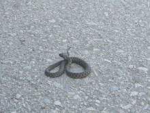 Змии плъзнаха по варненските плажове