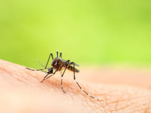 Натурални аромати отблъскват комарите 