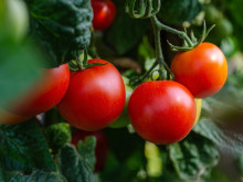 Заради липса на субсидии България внася повече домати, отколкото банани