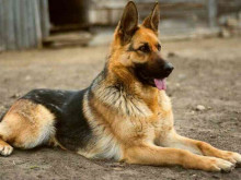 Раненото в Украйна бойно куче Рамбо започва нов живот