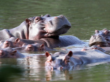 Хипопотамите на Пабло Ескобар завзеха екосистемата на Колумбия