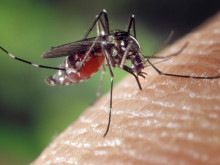 Продължителните дъждовe са водеща причина за рязката популация на комарите