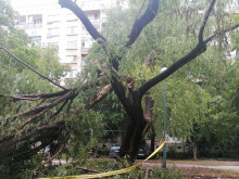 Дърво се срути върху автомобили в Пловдив