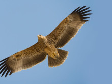 Царски орел, който е вписан в Червената книга на България, беше открит мъртъв