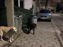 Няма глоба за хранене на безстопанствени кучета и котки на територията на община Смолян