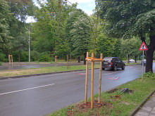 Засадиха дръвчета по важен булевард във Варна