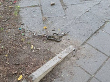Змия изпълзя в пловдивски парк, близо до играещи деца