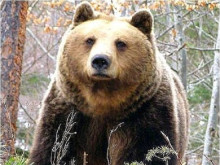 Сигнали за мечки в близост до Ловеч