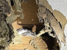 Змия се засели върху окачен таван на жилище