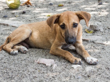 С мащабна кастрационна кампания овладяват проблема с бездомните кучета в Якоруда