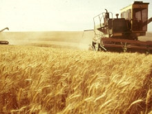 Зърнопроизводители: Родното земеделие работи на загуба