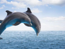 Русия обучава делфини за противодействие на вражески водолази