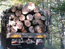 Полицията в Крумовград разследва незаконен дърводобив