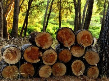 Откриха три кубика дърва без документи в частен имот във Видинско