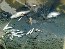 Взети са проби от морските води по сигнал за умряла риба между Каварна и Балчик