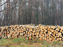 71 хиляди кубика дърва за огрев са предоставили стопанствата от Северна Централна България