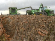 Двойно по-слаба реколта от слънчоглед, преработватели затварят заводи