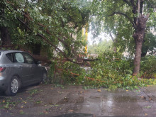 Дърво се стовари върху автомобил в Пловдив