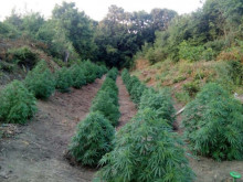 Разбиха плантация за марихуана в Бургаско