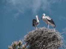 Екоинспекцията в Смолян спаси три птици от защитен вид