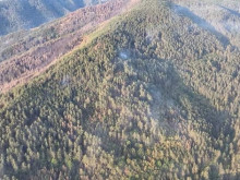 Между 30 и 40 % от засегнатите дървета при пожара край Хвойна трябва да се премахнат