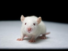 Футуролог: Учени инжектираха еликсир на младостта в млада мишка и успяха да преобърнат процеса на стареене