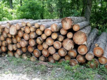 Инж. Димчо Радев: Дърводобивът в Странджа е под строг контрол