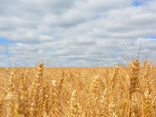 Земеделците в протестна готовност след решението за отпадане на забраната за внос на зърно от Украйна