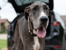 Най-високото куче в света почина