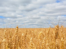 Властта срещу зърнопроизводителите: Ще отпадне ли забраната за вноса на украинското зърно?