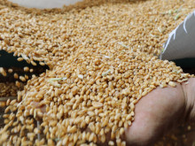 Парламентът решава дали да отпадне забраната за внос на зърно от Украйна