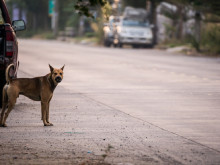 Куче на платното предизвика инцидент с мотопед в Русе