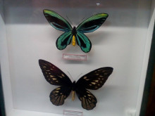В Пловдив представят най-скъпата и голяма пеперуда в света
