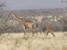 Жираф без петна озадачи учените