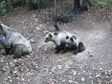 Внимание: Мечка с две малки са забелязани край Пловдив