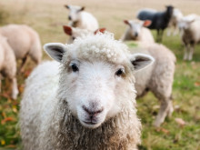 Полицията търси крадец на осем овце