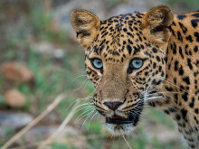 След опит за селфи: Леопард ухапа момиче в зоопарка във Варна