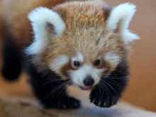Рядка червена панда се е родила в зоопарк в Гърция