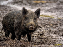 Ловците трябва да предават проби от изследвания за африканската чума по свинете