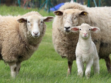 За броени часове разкриха кражба на овце край Стралджа
