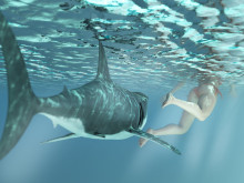 Акула нападна жена до плаж в Южна Австралия