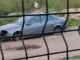 Щъркел напада автомобили в Луковит