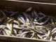 Без преференциални цени на рибата по морето