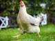 Учените с интересно откритие за кокошките и какво се случва с тях, след к...