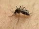 Инфекционист: Комарите могат да бъдат по-опасни от кърлежите
