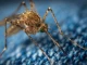 Пуснаха специални ГМО комари