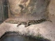 Местят крокодила Хектор в нова зала