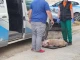 Съседка на убитата от питбул във Варна: Не се грижеше добре за кучето